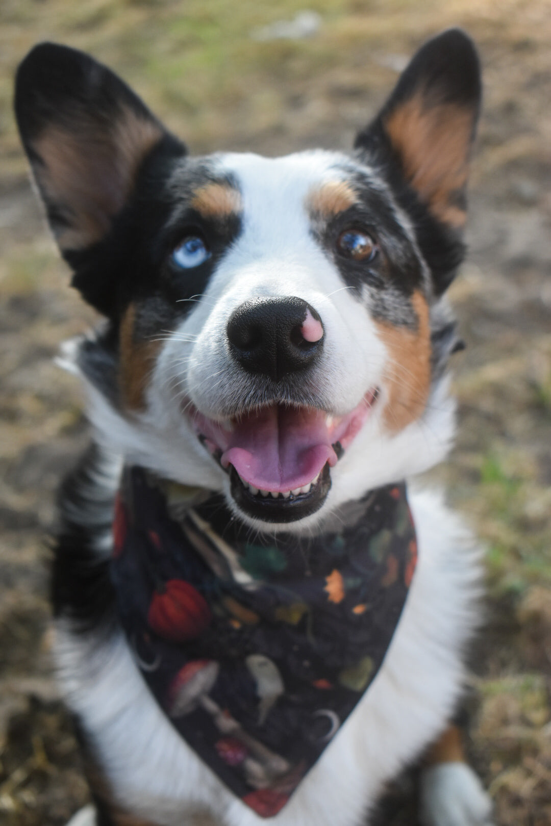 Haunted Harvest Pet Bandana