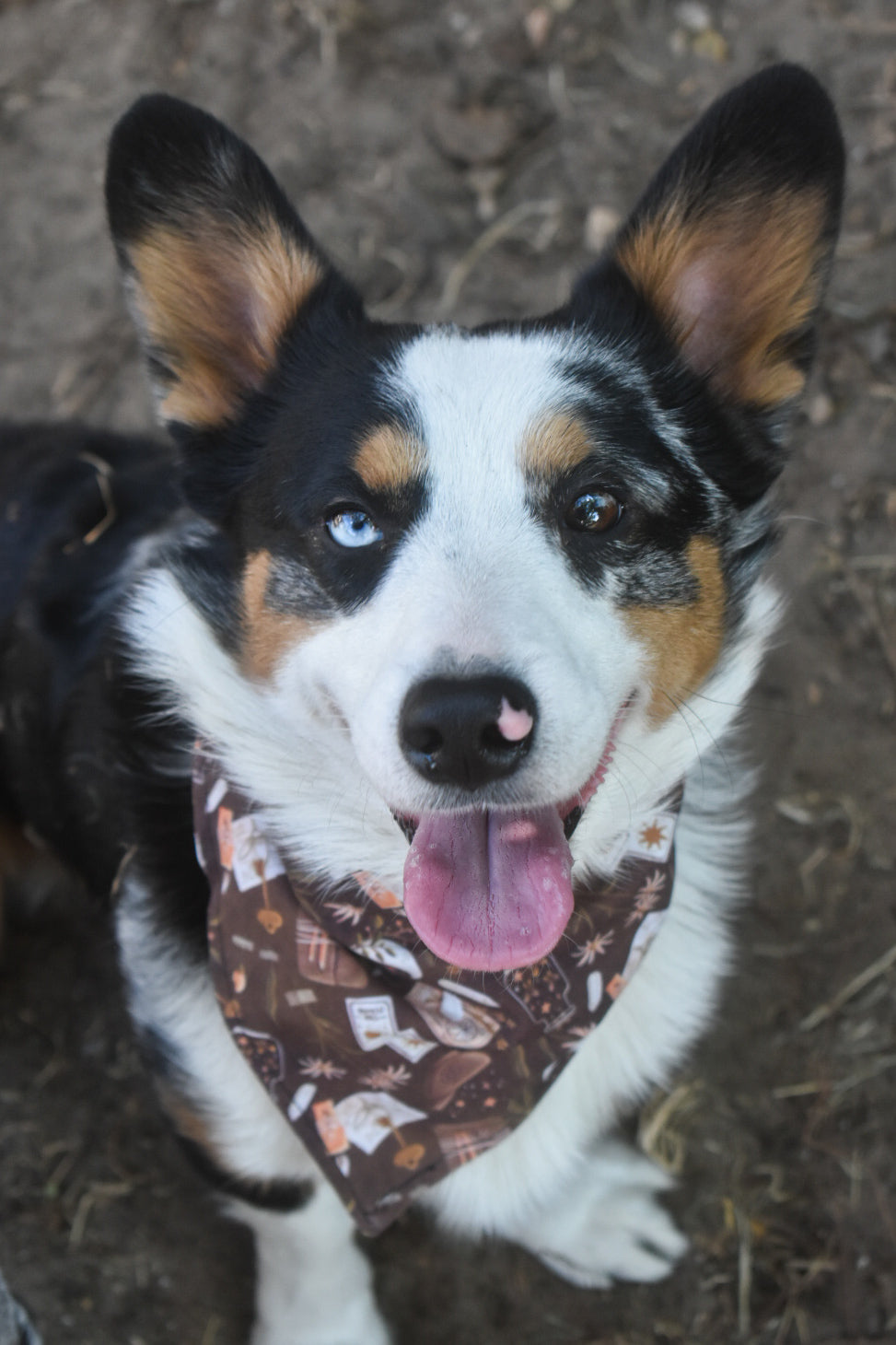 Spellbound Pet Bandana