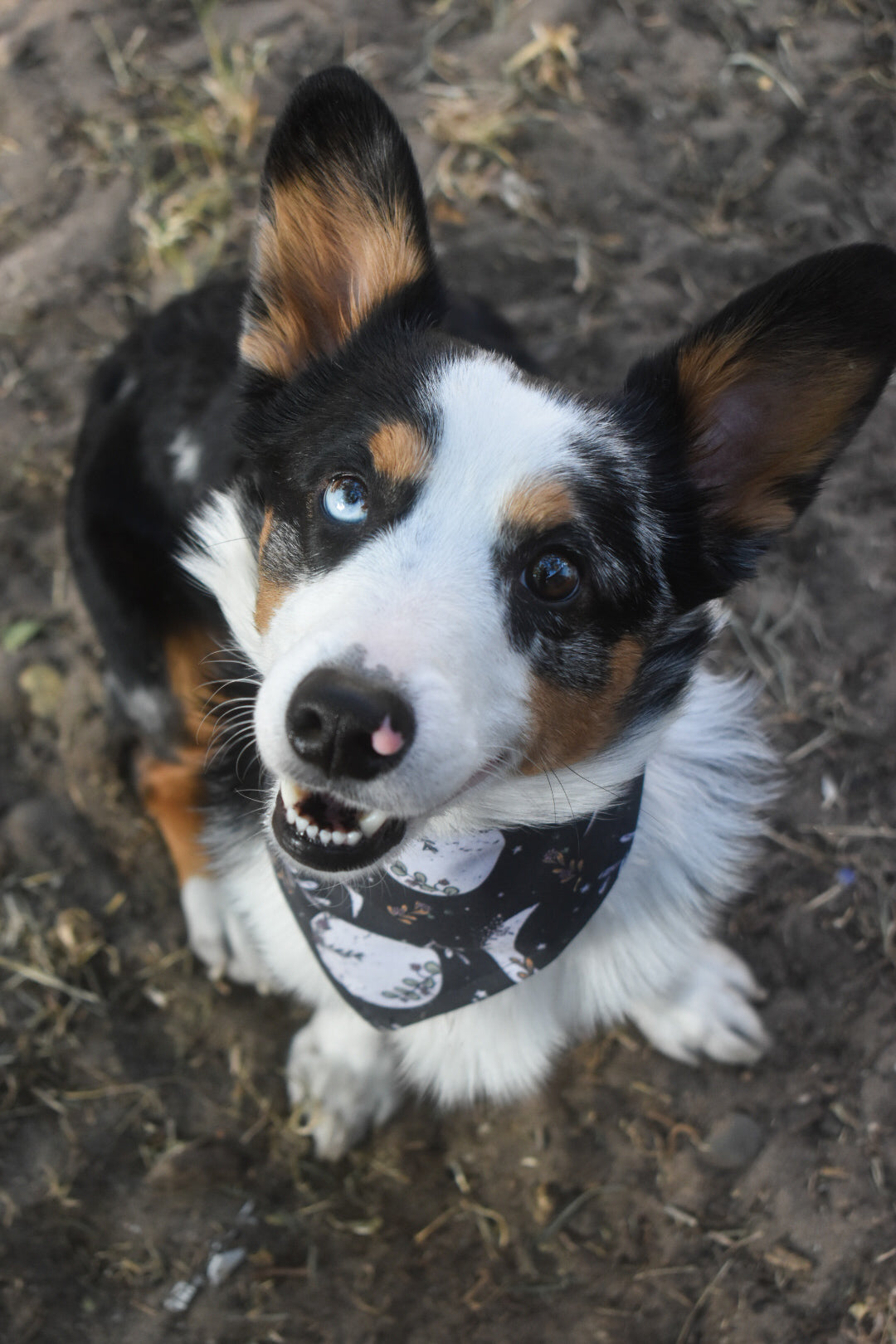 Moonchild Pet Bandana