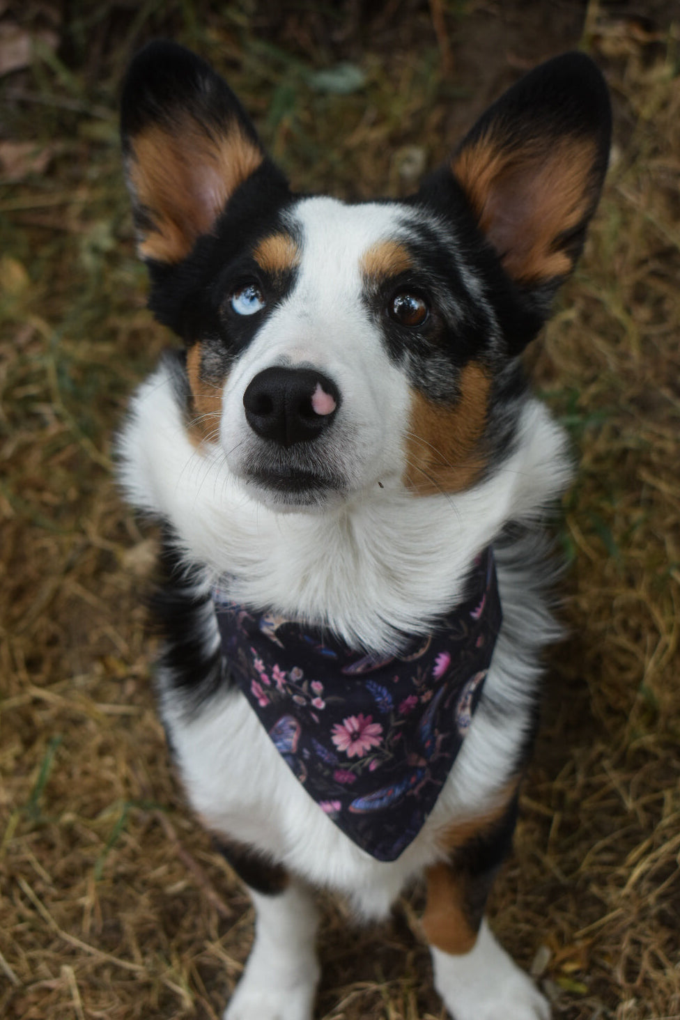 Midnight Bloom Pet Bandana