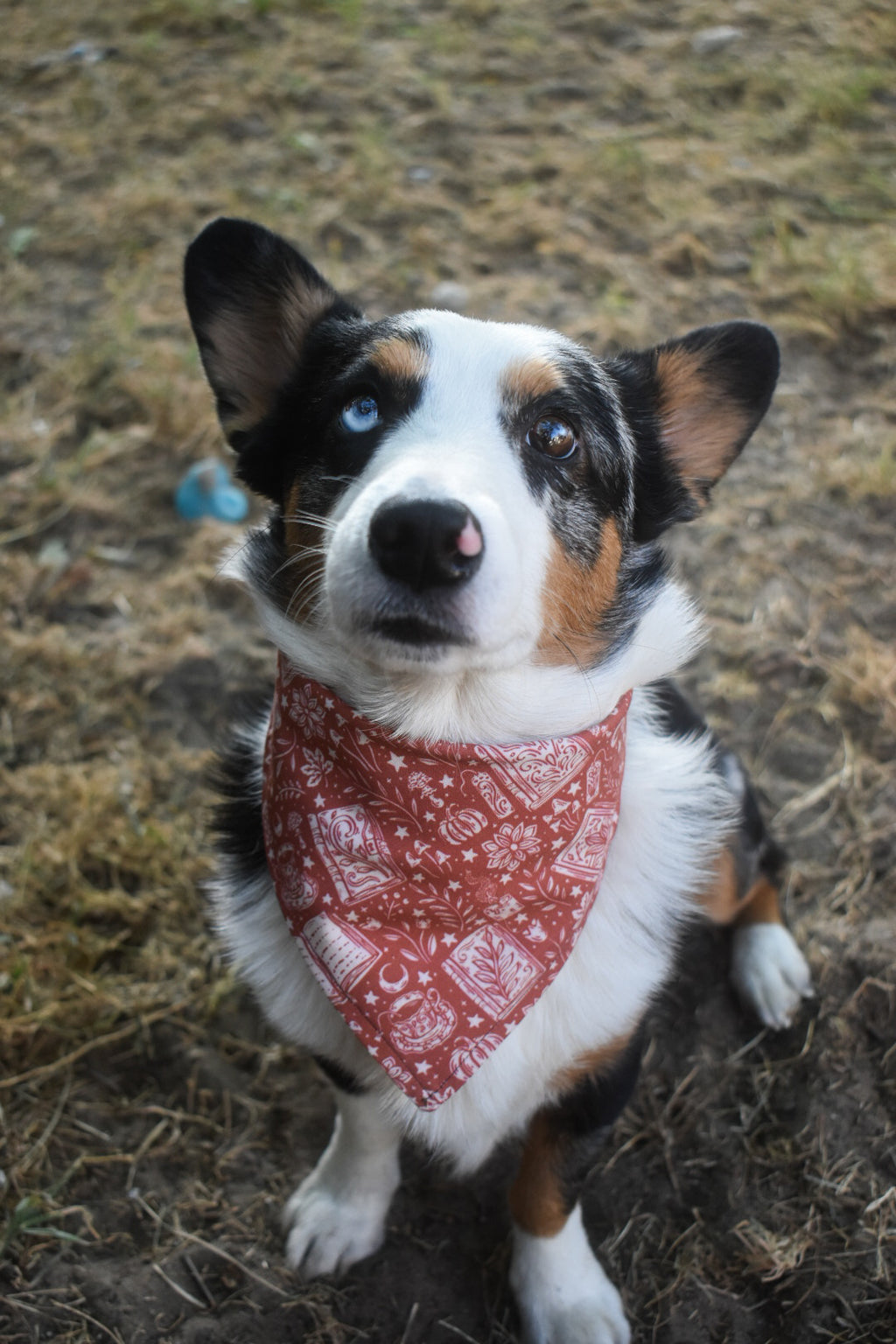 Witches Brew Pet Bandana