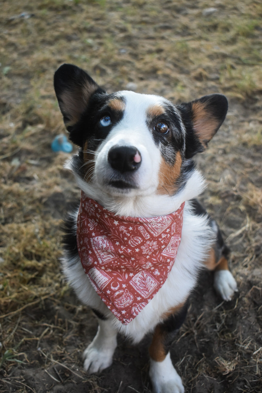 Witches Brew Pet Bandana